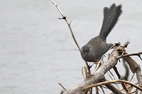 Rhipidura fuliginosa